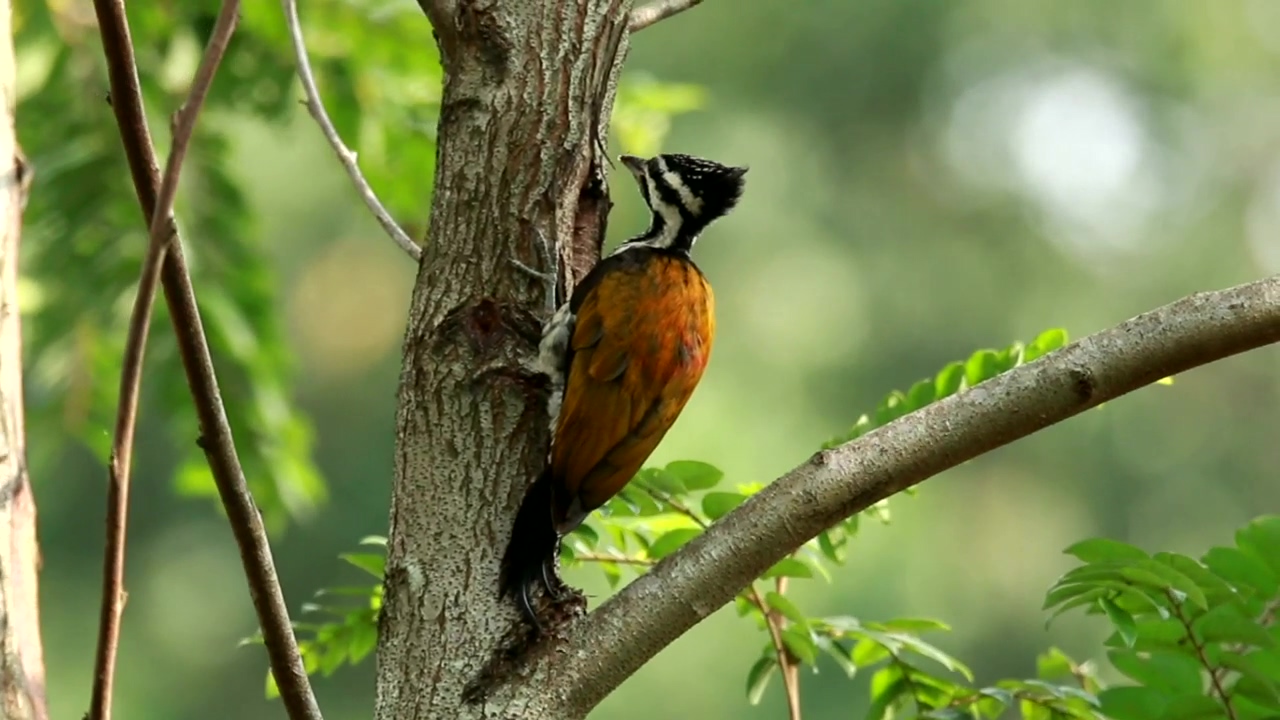 Woodpecker climbing a tree, tree, bird, and climbing