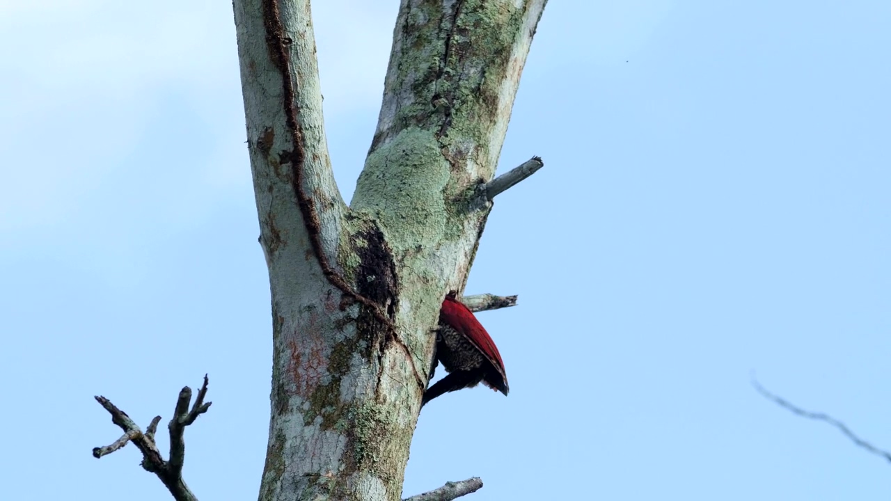 Woodpecker inside a tree, animal and bird
