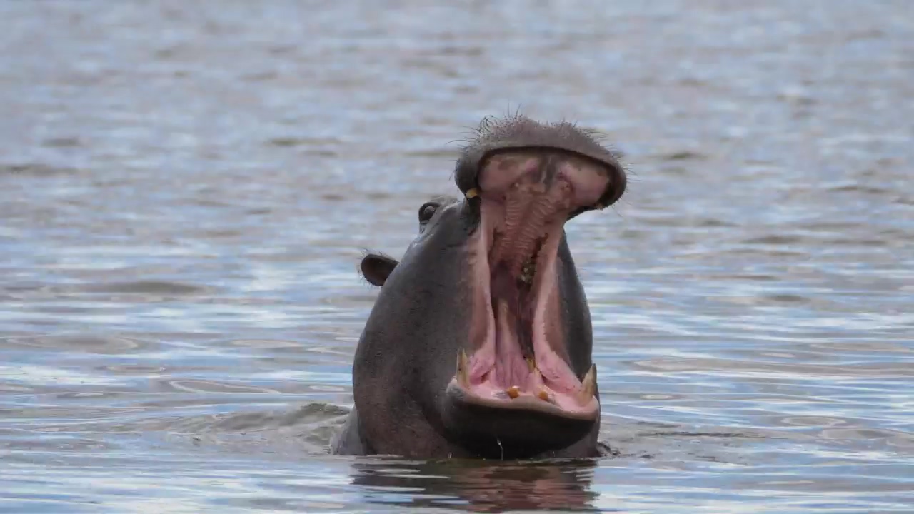 Yawning hippo in a lake, water, animal, wildlife, lake, and lazy