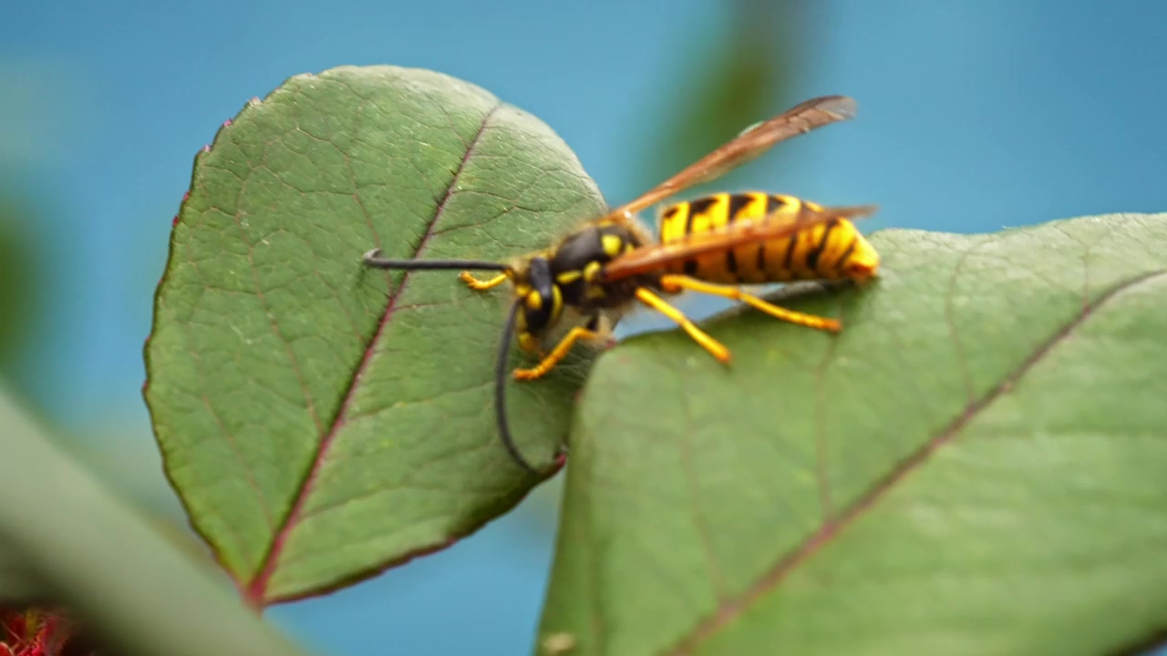 Yellow and black insect climbing on a leaf #insect #bee #leaf #bugs #insects #wasp