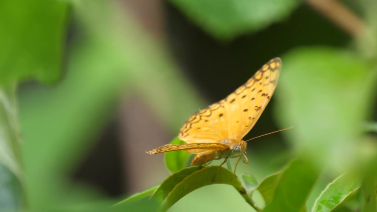 Yellow butterfly on a green leaf, insect, leaves, and butterfly