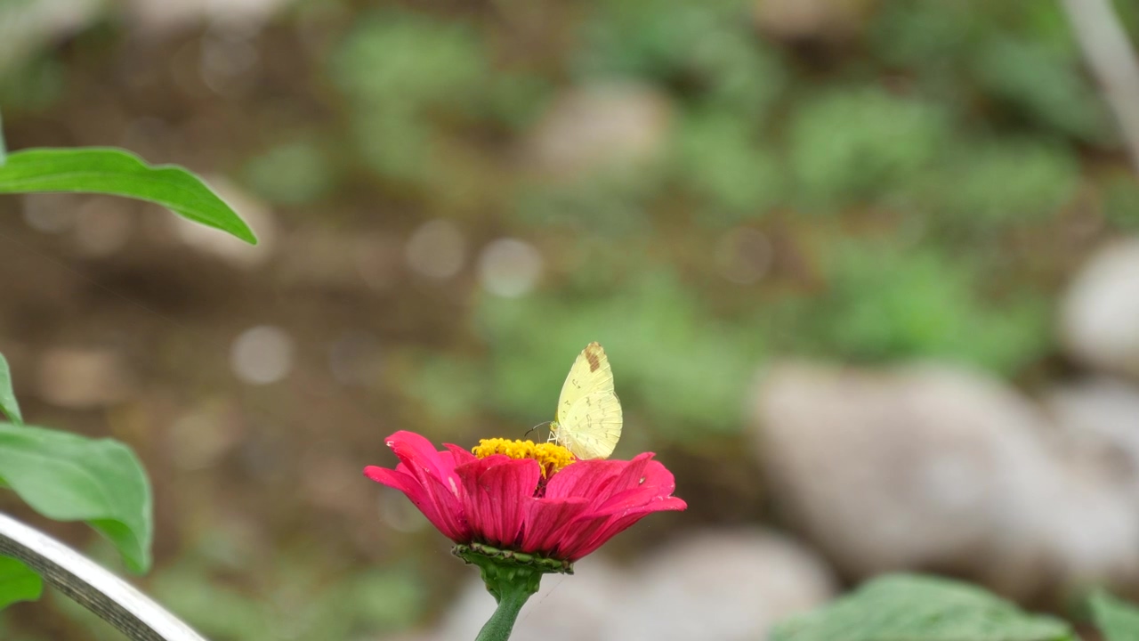Yellow butterfly on a red flower, wildlife, flower, summer, and insect