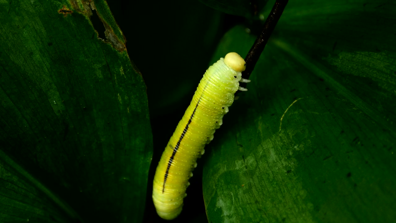 Yellow caterpillar walking on a leaf, animal, wildlife, green, plant, and insect