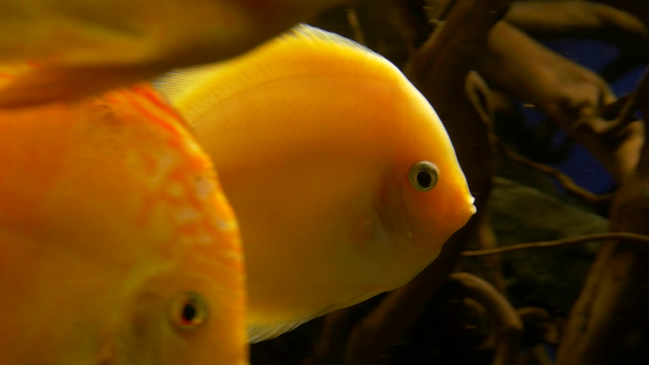 Yellow discus fish swimming around wood in freshwater, animal, wildlife, underwater, fish, and aquarium