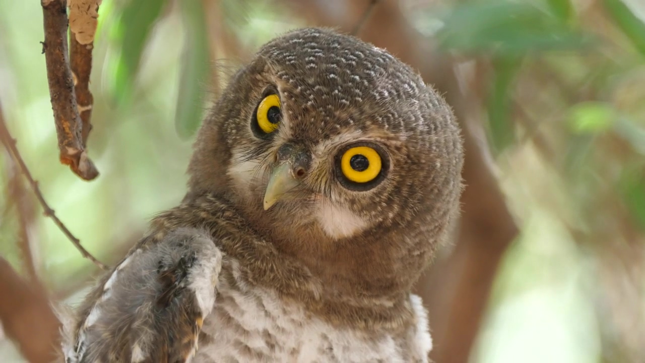 Yellow eyed brown owl in the wild, animal, wildlife, bird, and owl