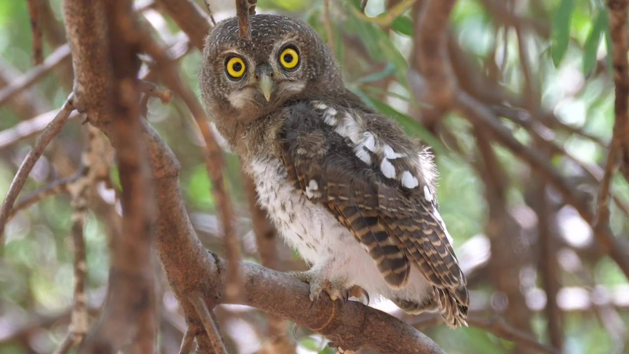 Yellow-eyed owl standing on a tree, animal, wildlife, tree, bird, and owl