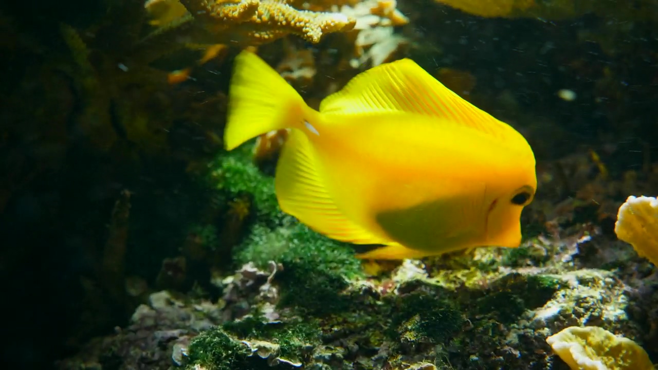 Yellow tang fish swimming among corals, animal, wildlife, ocean, underwater, and fish