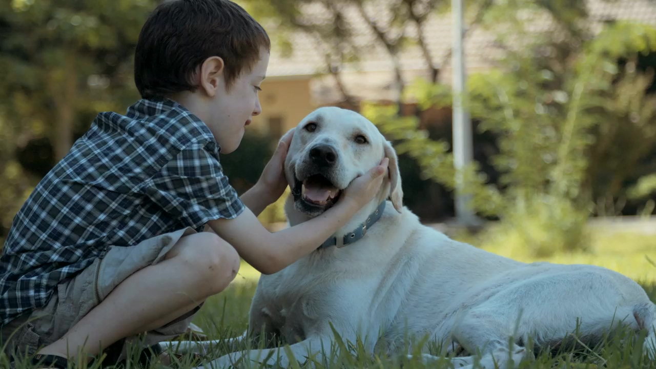 Young boy petting and playing with his dog, dog, pet, playing, young, boy, and golden retriever