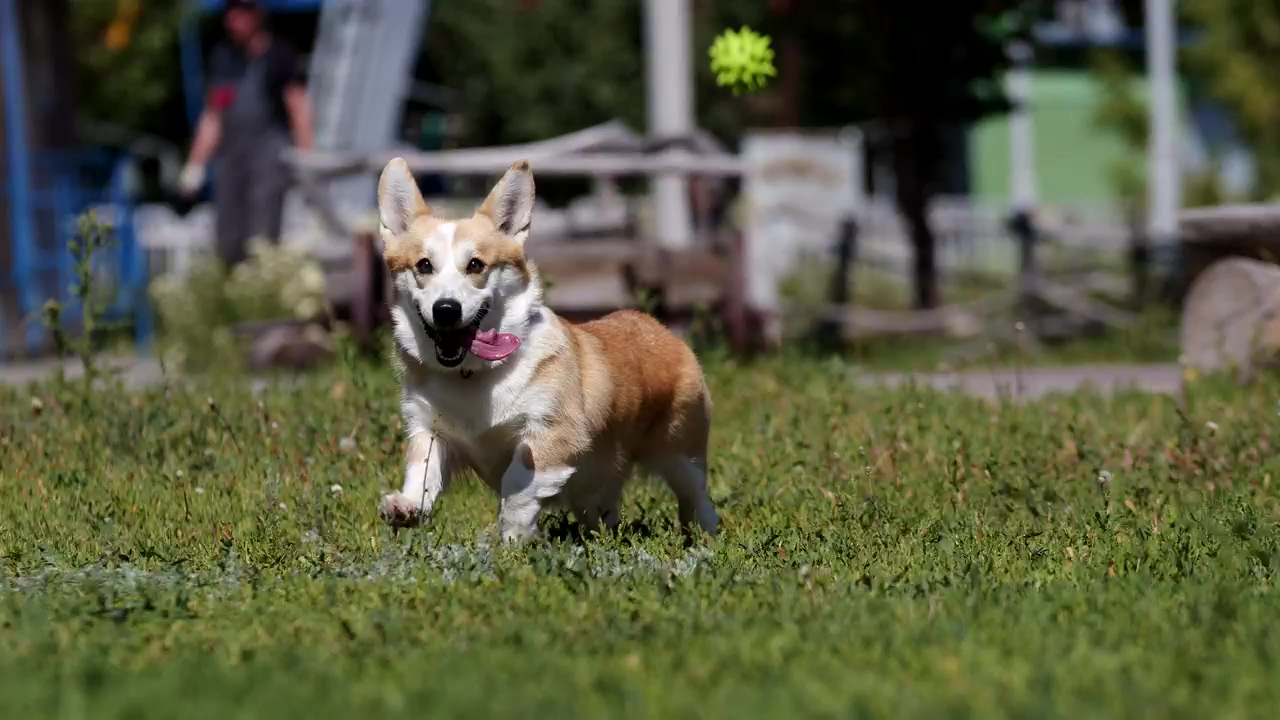 Young corgi chasing after a tennis ball in the park, park, dog, pet, running, animals, dogs, corgi, and tennis ball