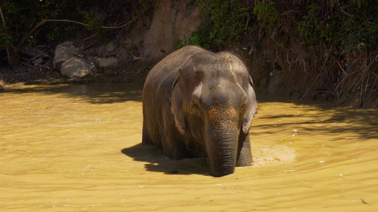 Young elephant cooling off in a lake in the middle of the savanna, during a sunny day