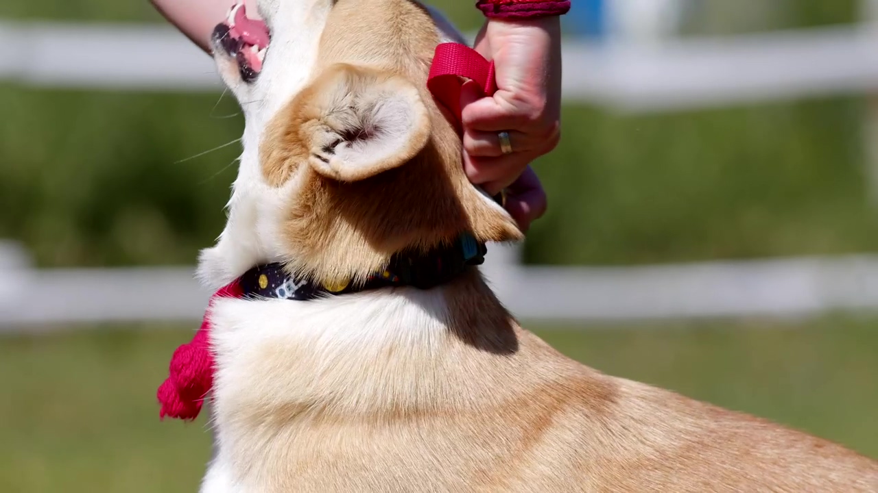 Young, happy corgi getting pats from its owner at the park, dog, pet, pet owner, animals, dogs, and corgi