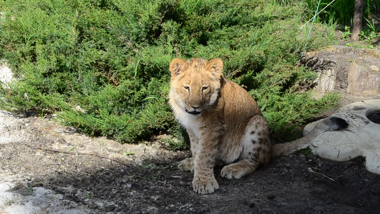 Young lioness at a park, animal, cat, zoo, and lion