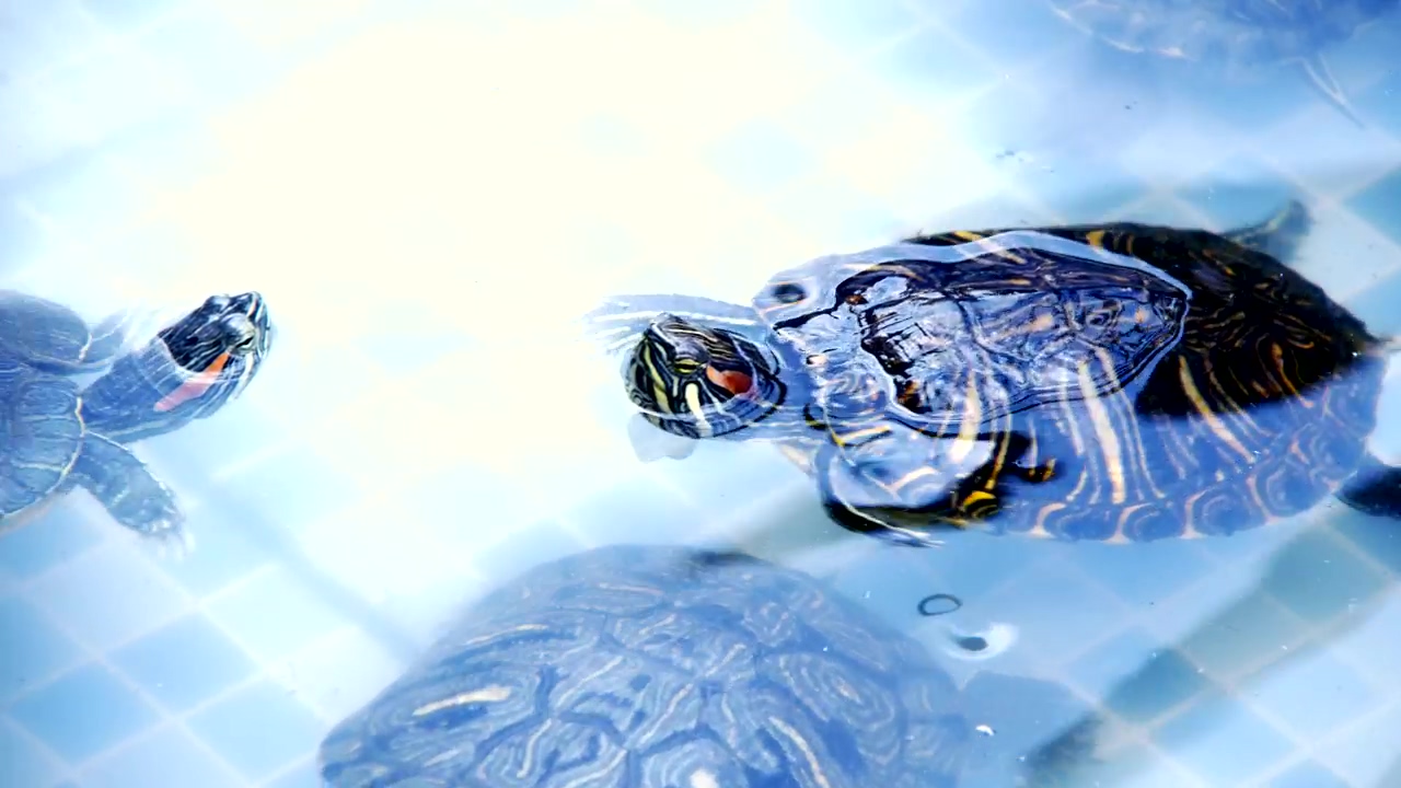 Young turtles swimming #swimming pool #swimming #reptile #turtle