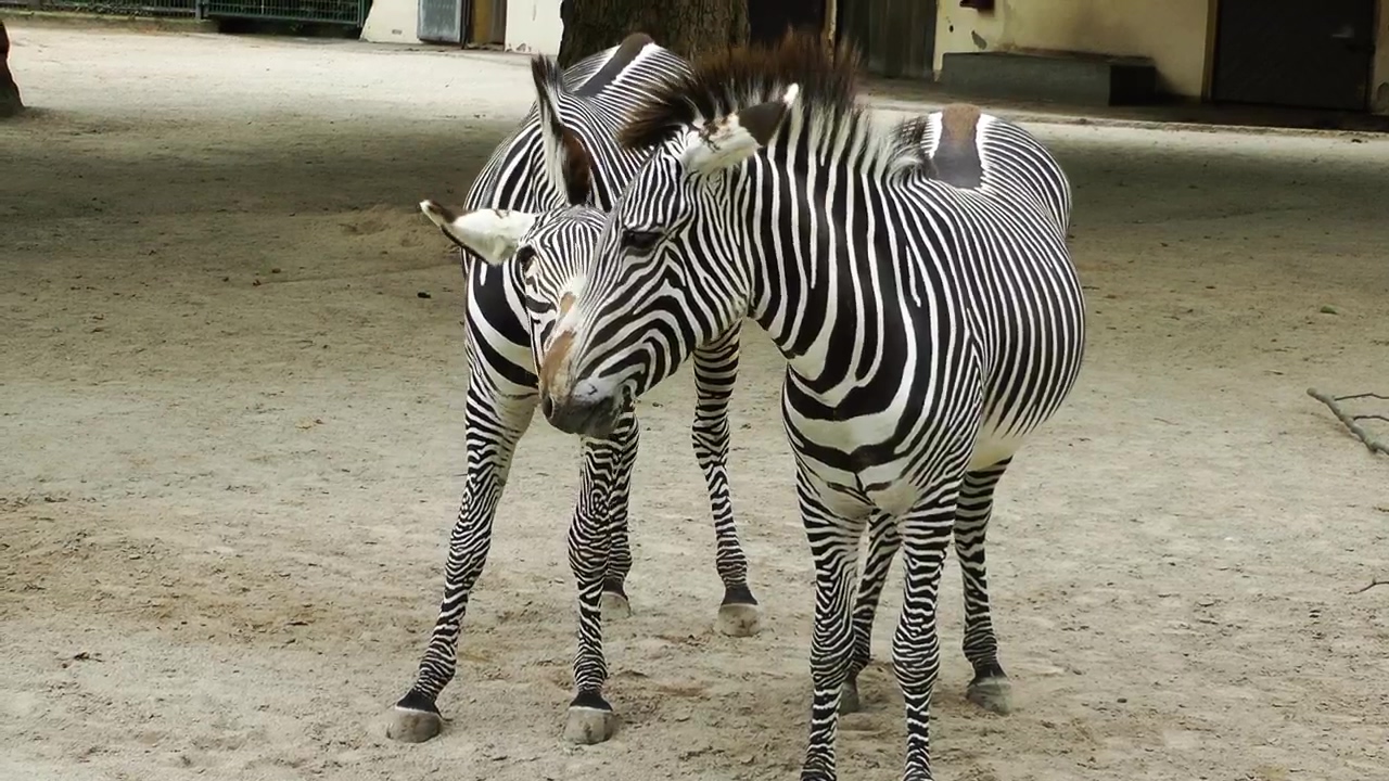 Young zebras in the zoo #animal #africa #zoo #zebra