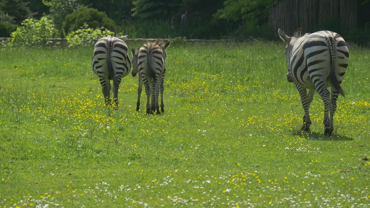 Zebras grazing in a green meadow, animal, wildlife, daytime, grass, zoo, meadow, wildflowers, safari, and zebra