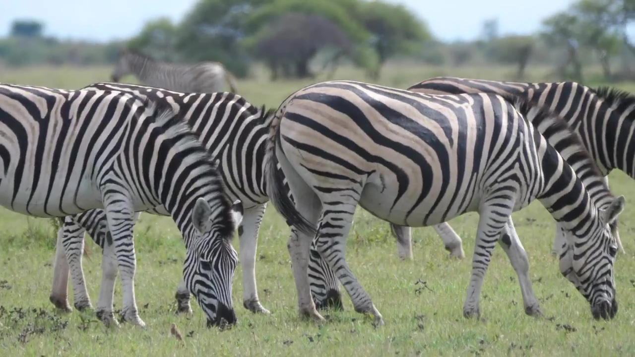Zebras grazing in the field, animal, wildlife, eating, and zebra