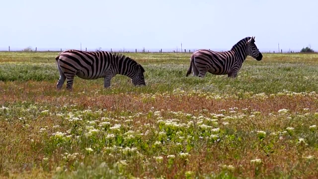 Zebras grazing in the meadow, animal, wildlife, grass, meadow, safari, and zebra