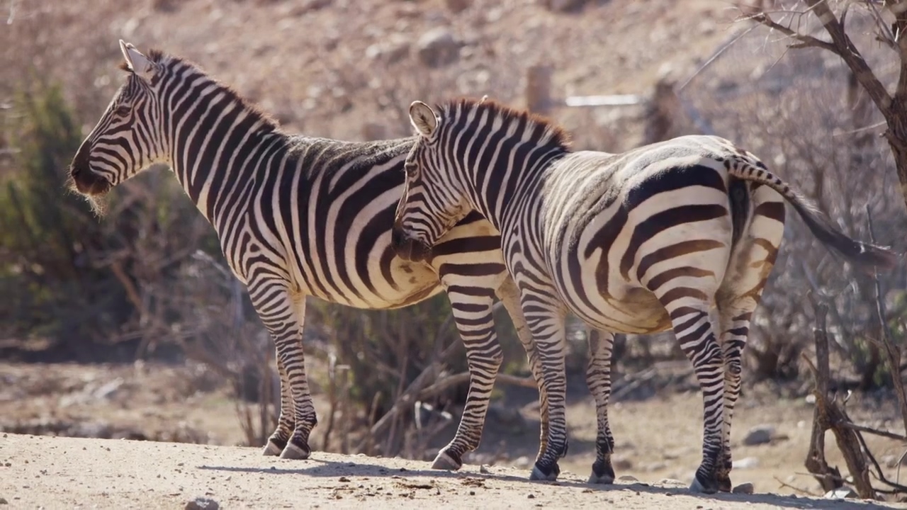 Zebras standing in the desert sun, animal, desert, safari, and zebra