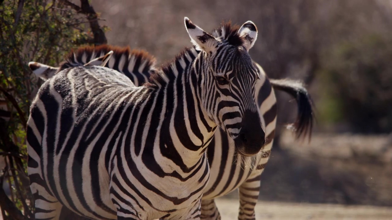 Zebras sunbathing in the desert, animal, wildlife, desert, wild, and zebra