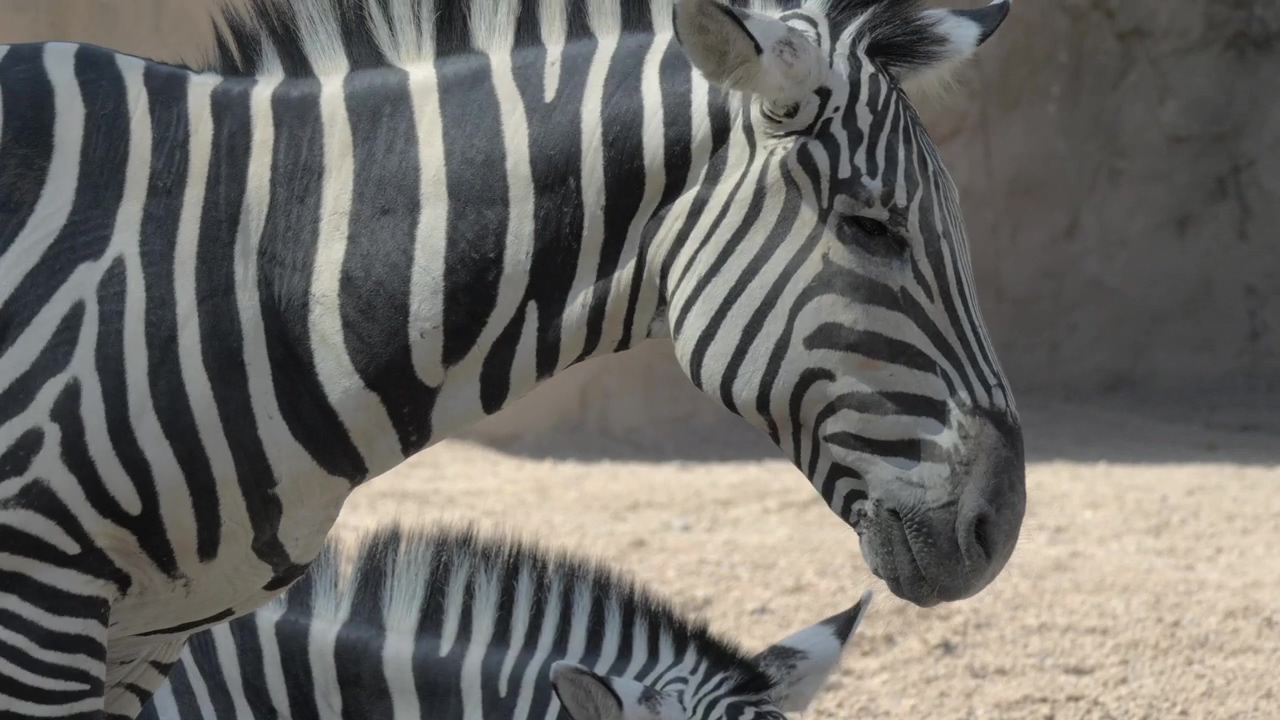 Zebras together in a zoo, zoo and zebra