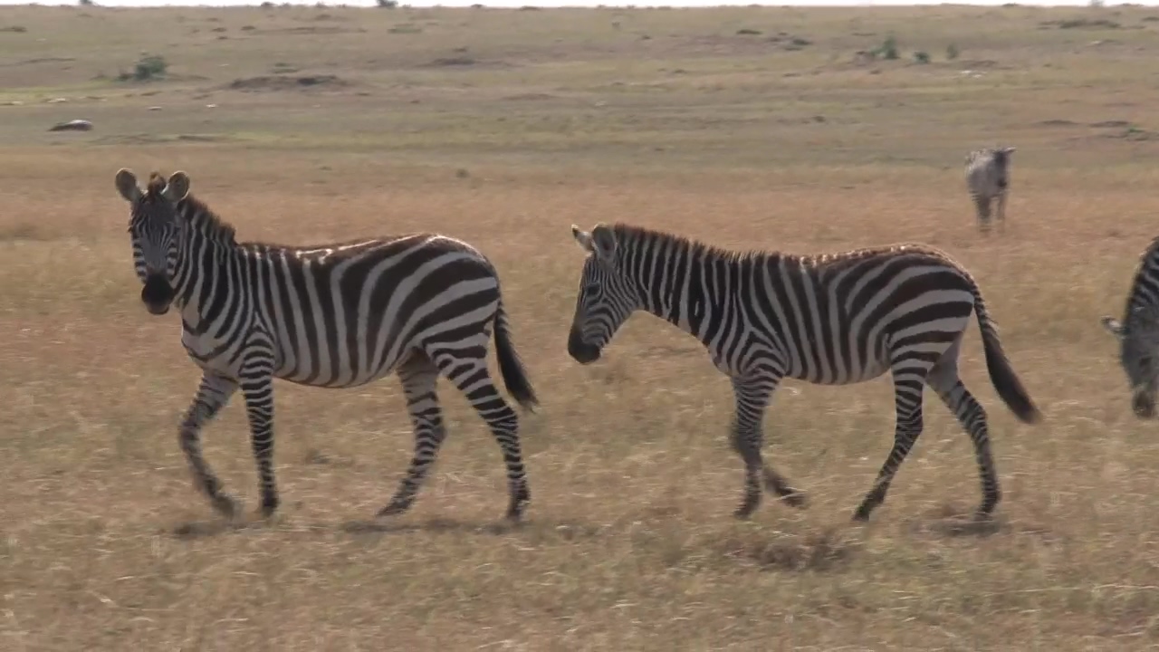 Zebras walking across dry grass #grass #safari #zebra