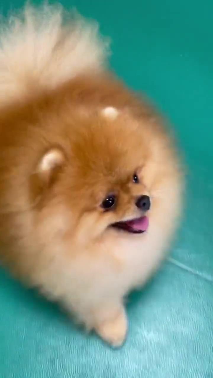 5 best dog toys for pomeranians reviews updated 2021; cute animals puppies