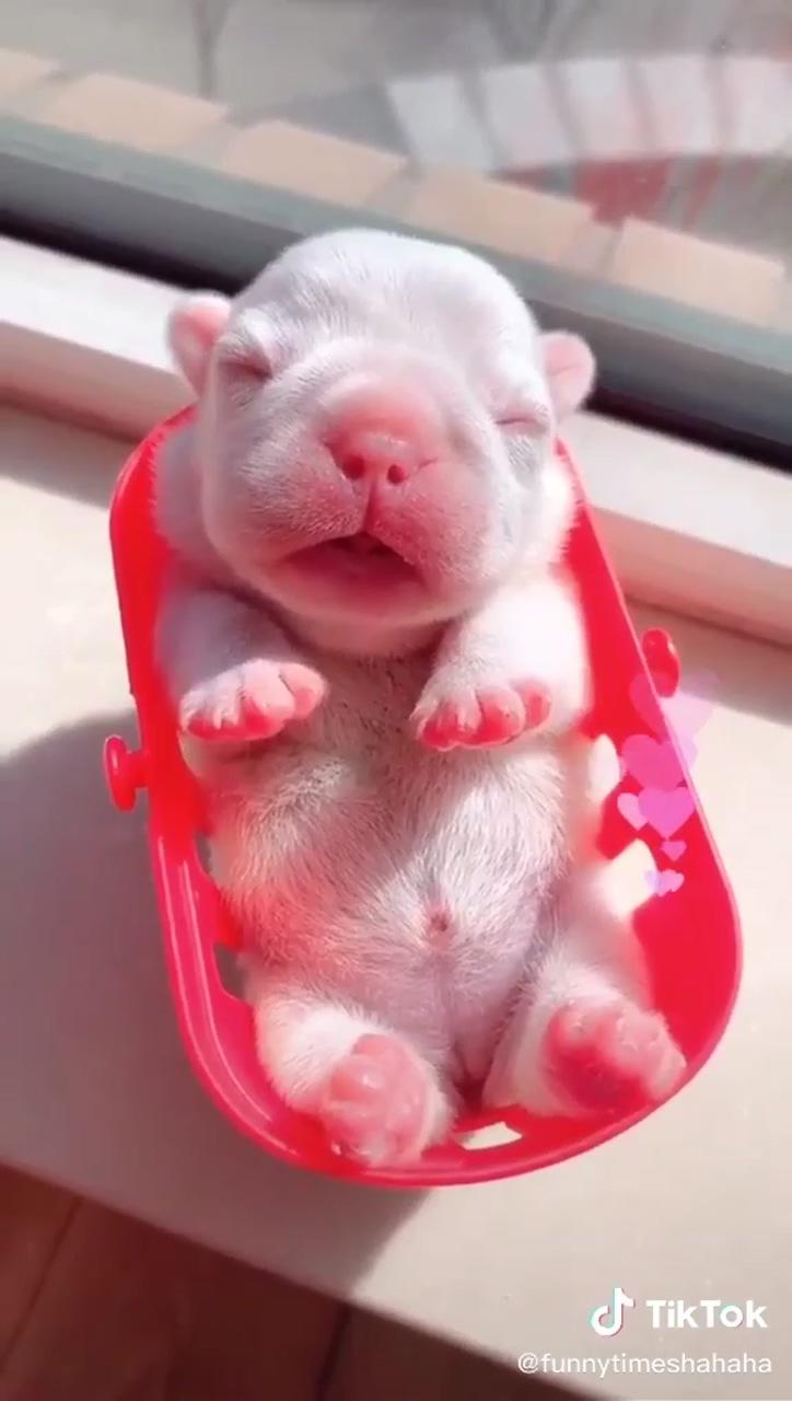A cutest bulldog baby; funny dog jokes