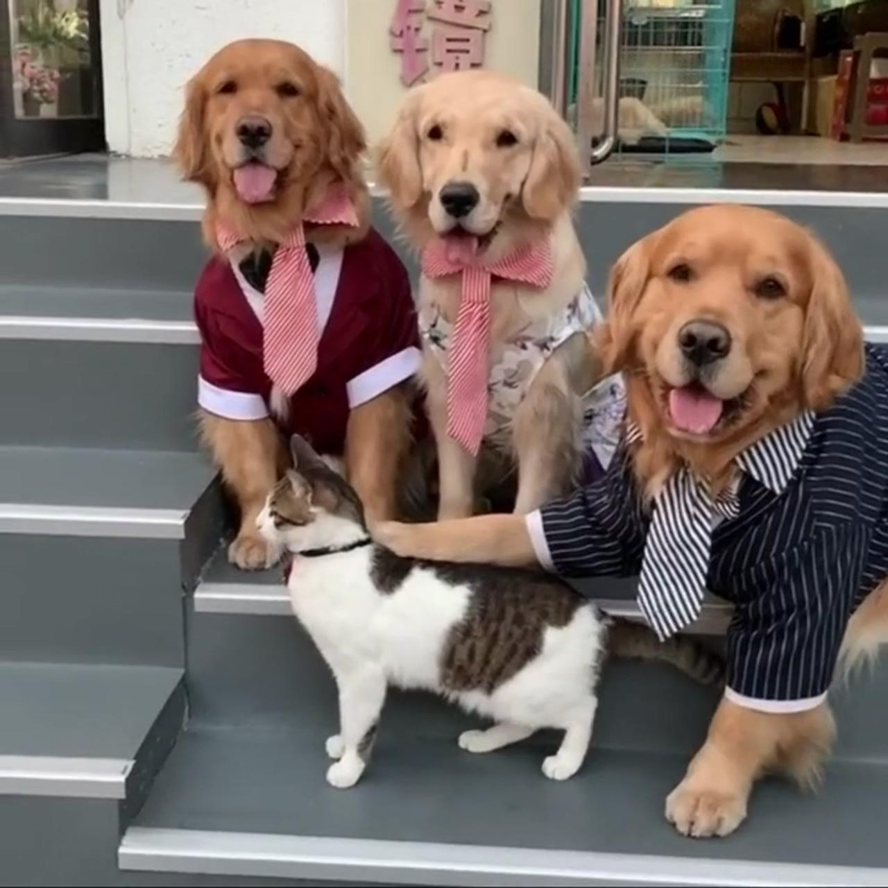 A group photo of three golden retrievers and a cat; my pets trying to copy me