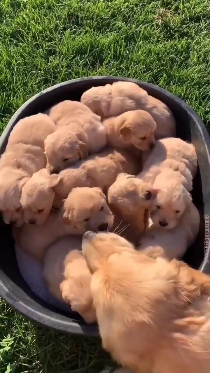 A morning routine with 11 puppies #routine #puppies #cutepupies #morning; cute small dogs
