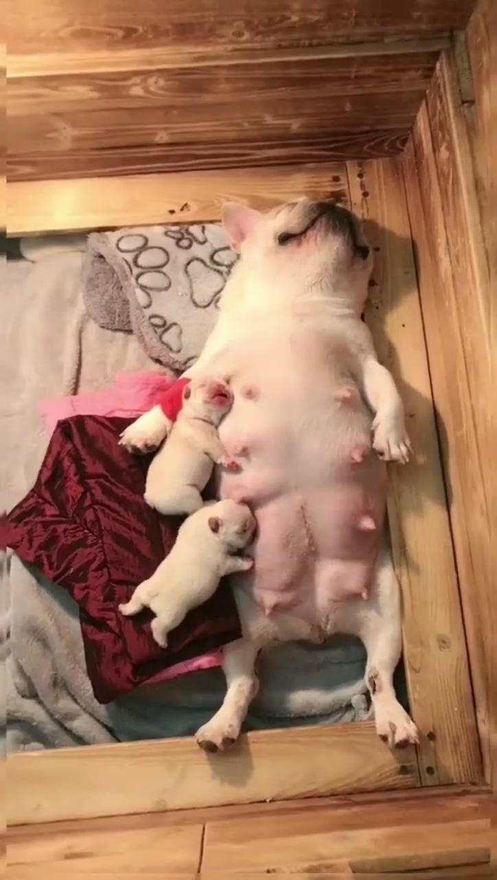 A pretty bulldog baby; cute bulldog puppies