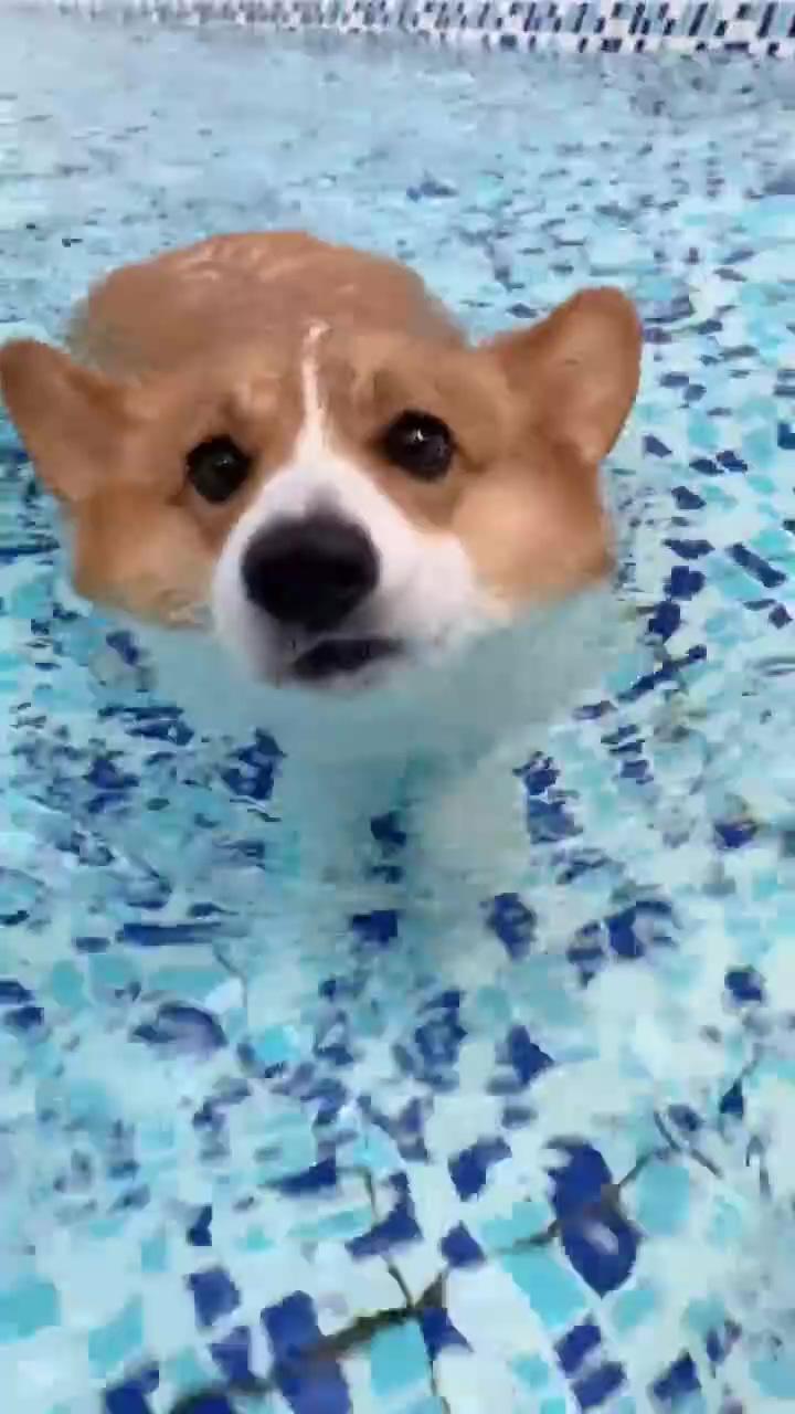 A swimming corgi puppy - corgibutt in the water; welcome to mid-december