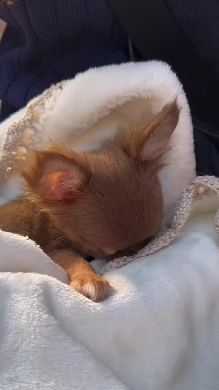 Adorable chihuahua puppy; cute chihuahua mom and babies