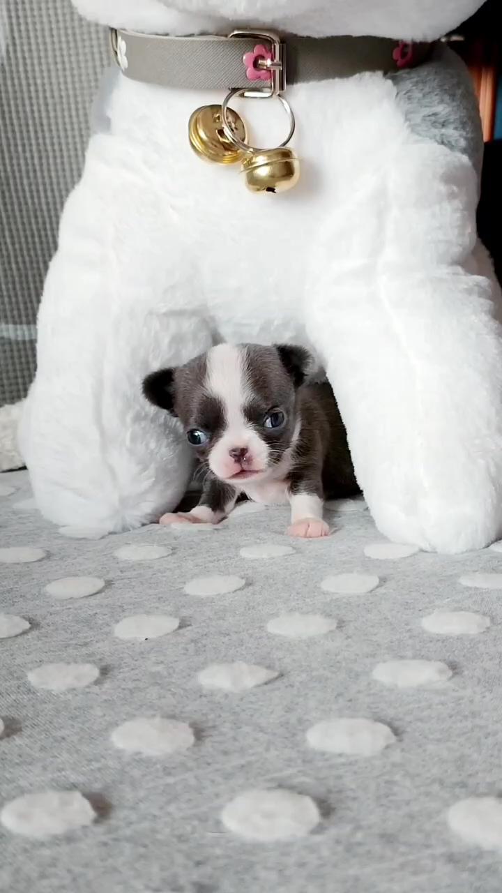 Adorable dogs; cute baby animals