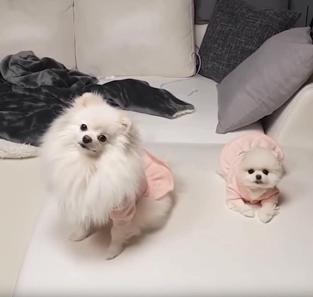 Adorable dogs; cute teacup puppies