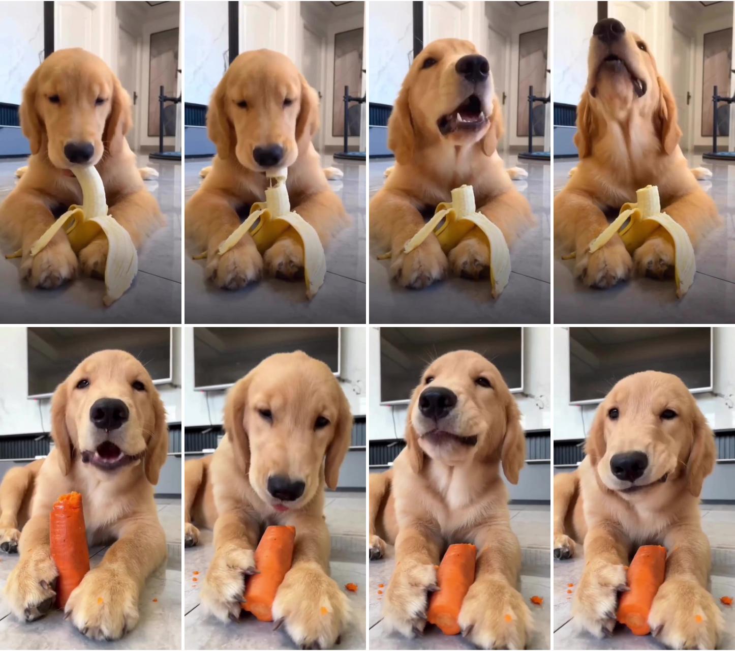 Adorable golden retriever dog eating a banana, adorable golden retriever dog video; dog eating carrot