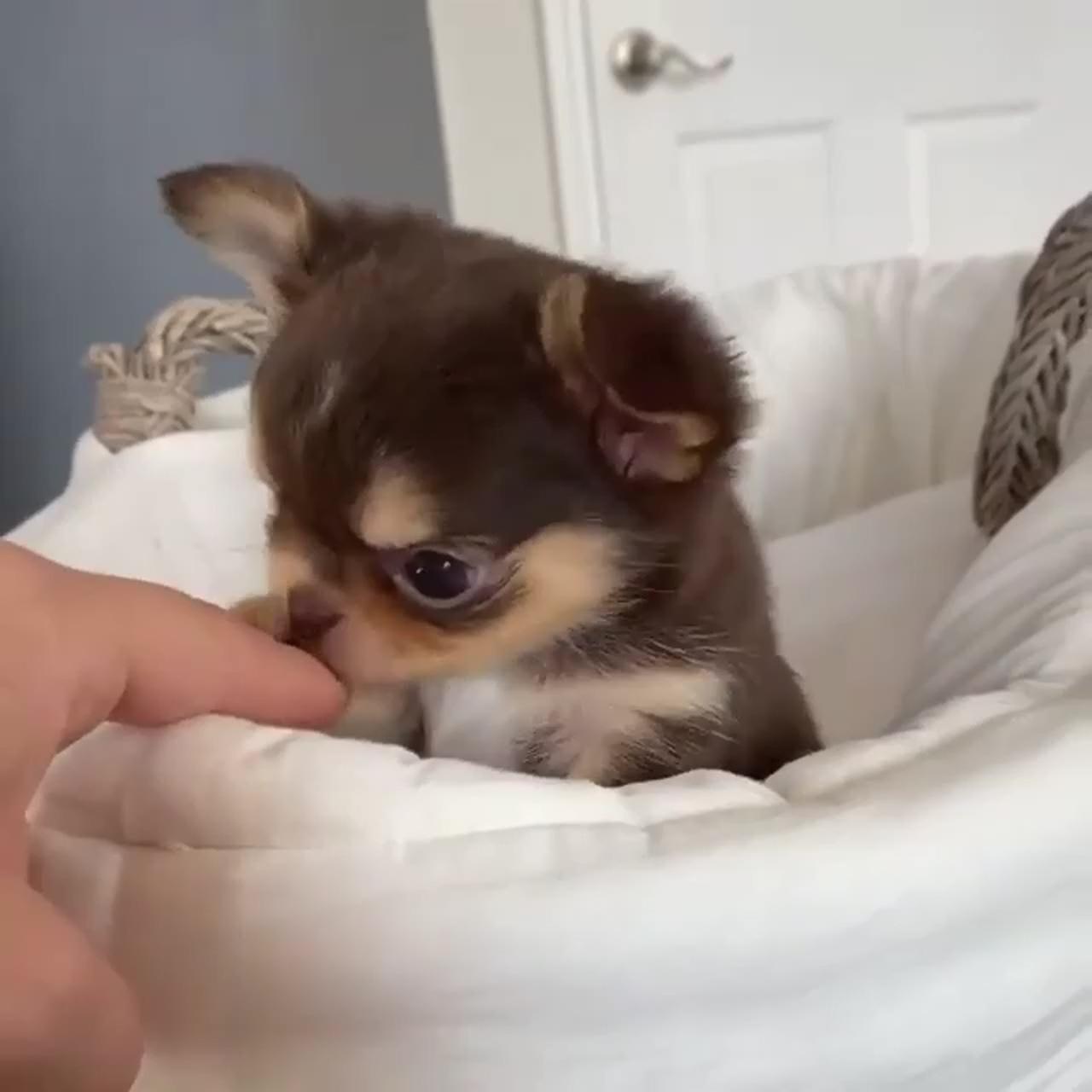 Adorable, look at those tiny puppy eyes; so cute