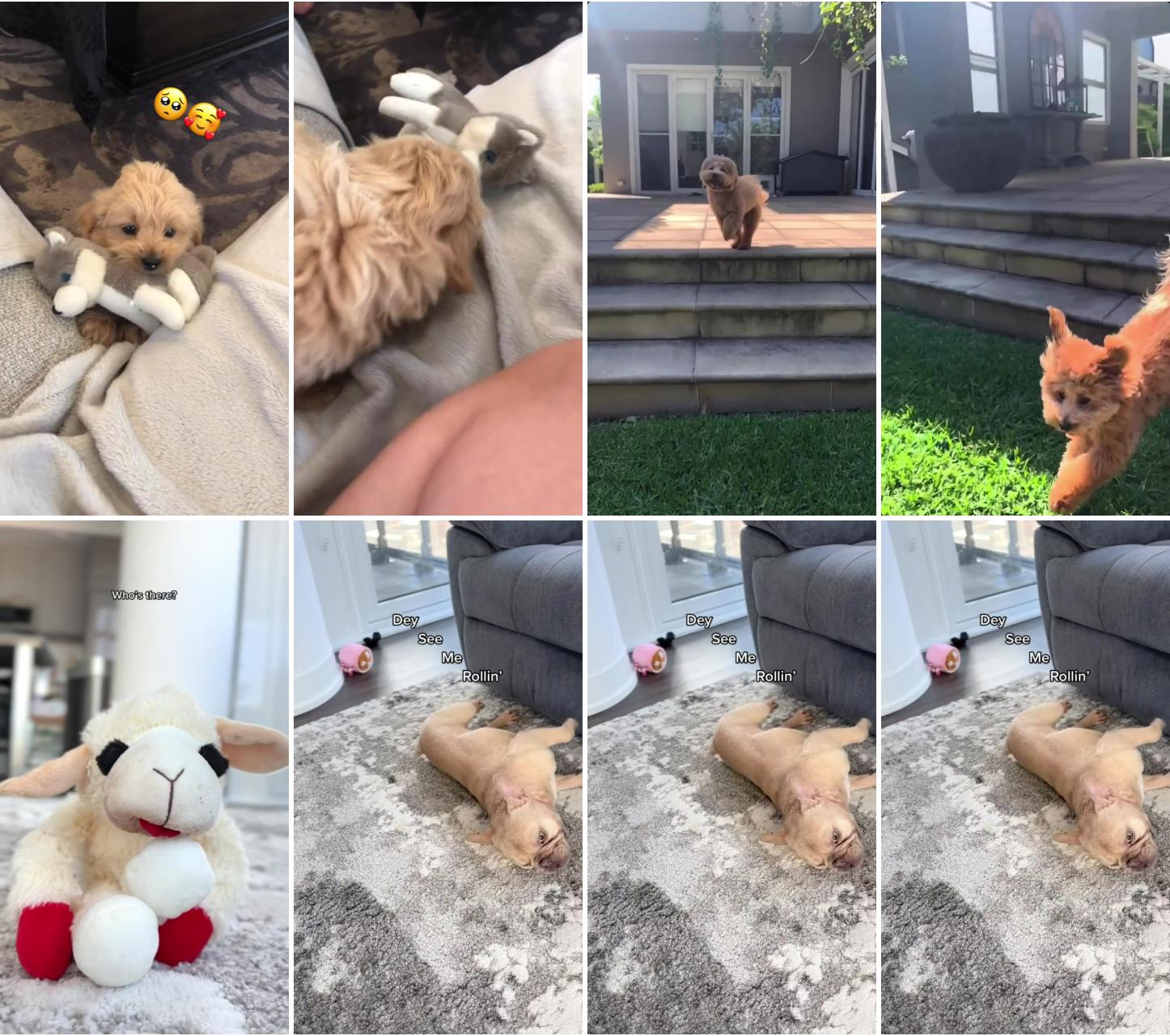 Adorable puppy check out this cute dog video kobethesmoodle on tiktok; cute puppies