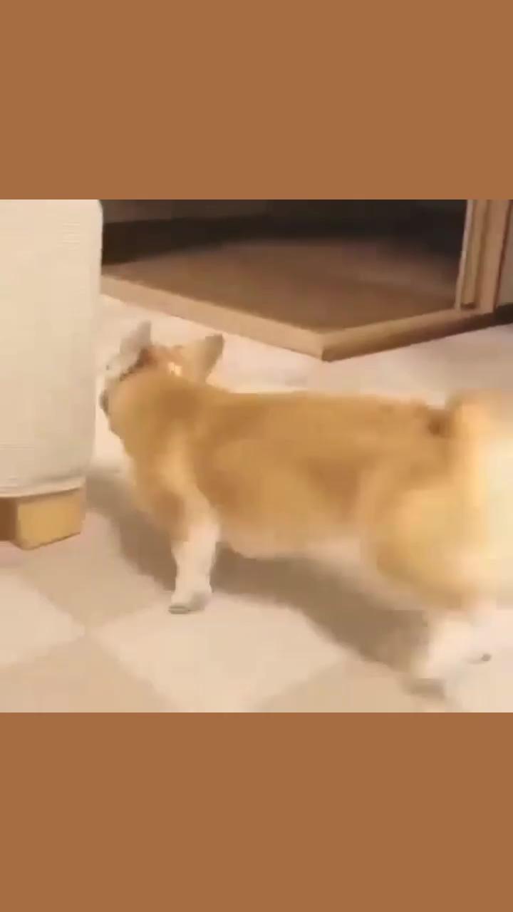 Adorable - - tag someone who needs to see this; what this corgi did