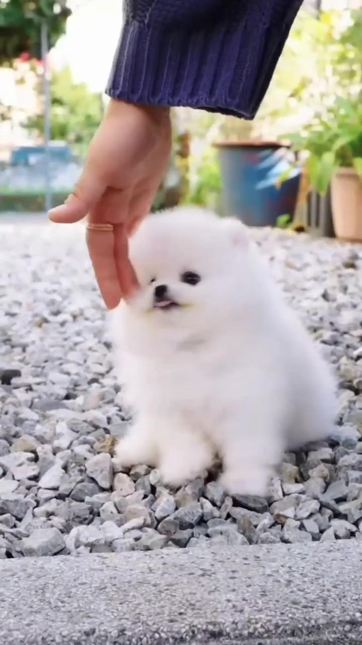Adorable white teacup pomeranian puppy, cute fluffy fur ball with irresistible charm; cute puppy daily-02