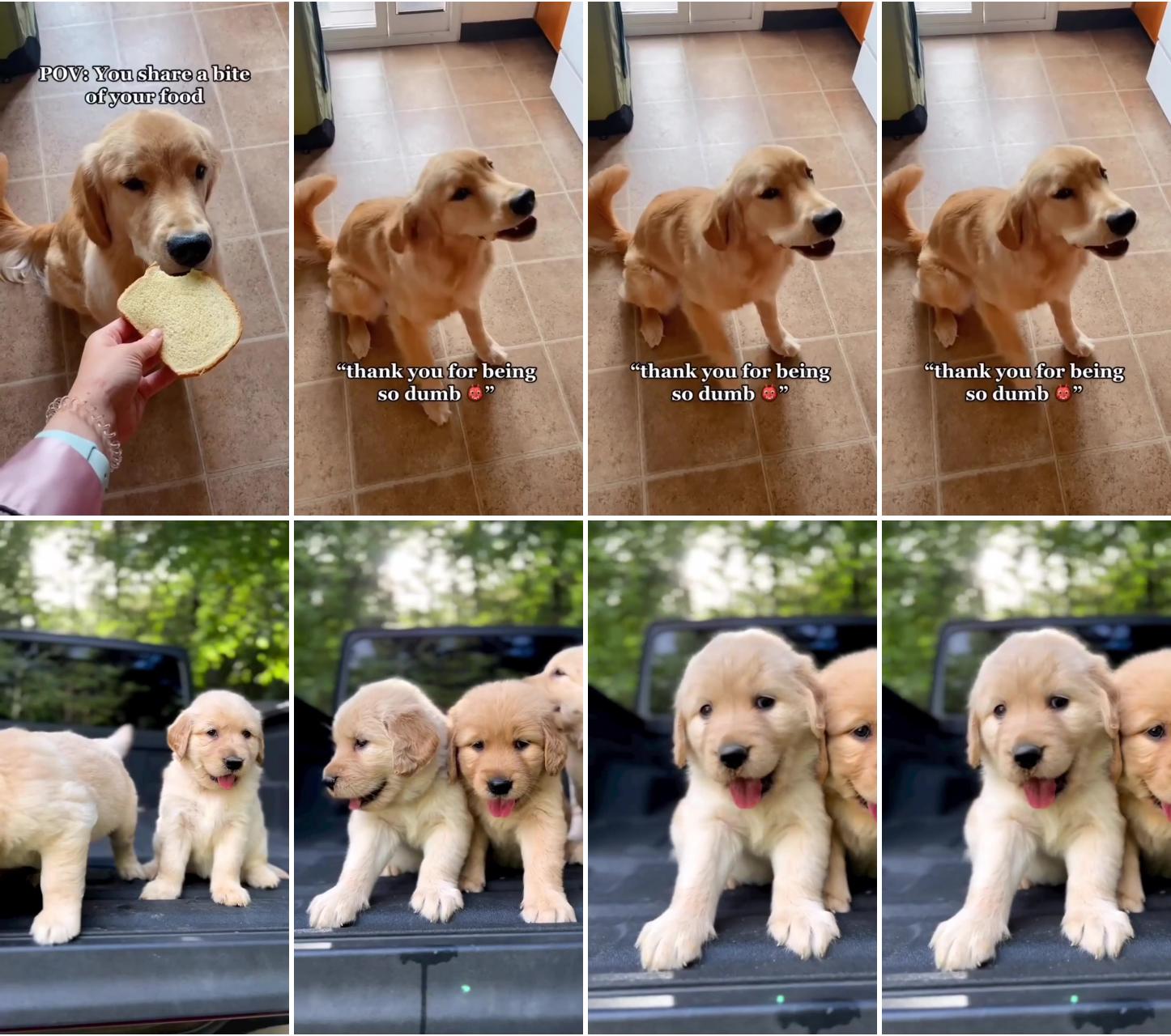 And you fell for it; golden retriever puppies 