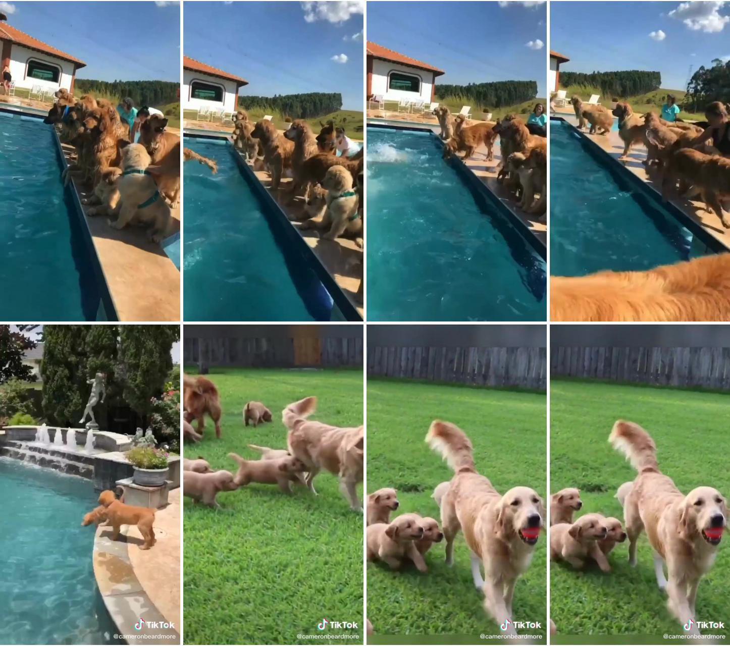 Around ten weeks is the age when most puppies are going to be ready to swim in the pool. some; puppies