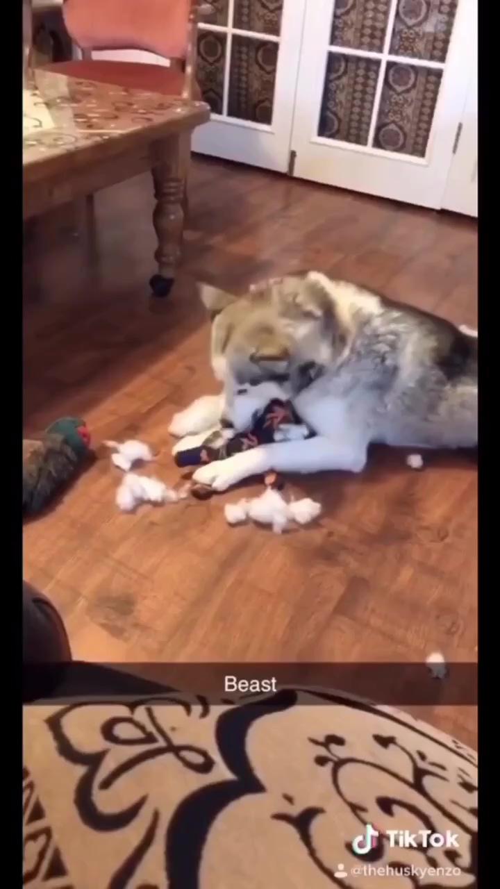 As always, research is important huskies are high maintenance | husky eats a whole raw chicken wing as a treat