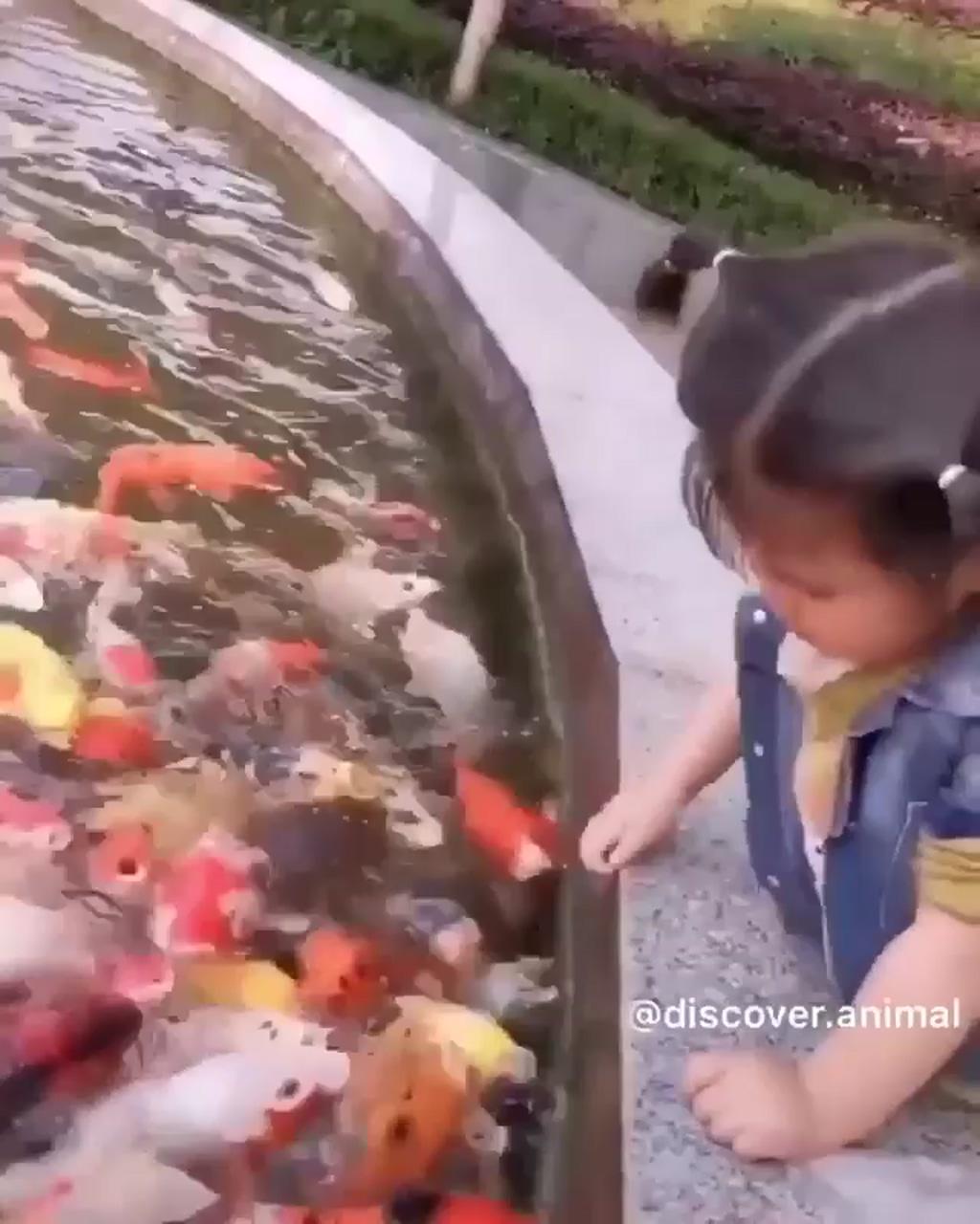 Awww cute baby girl and beautiful fish | cutest chihuahua puppies