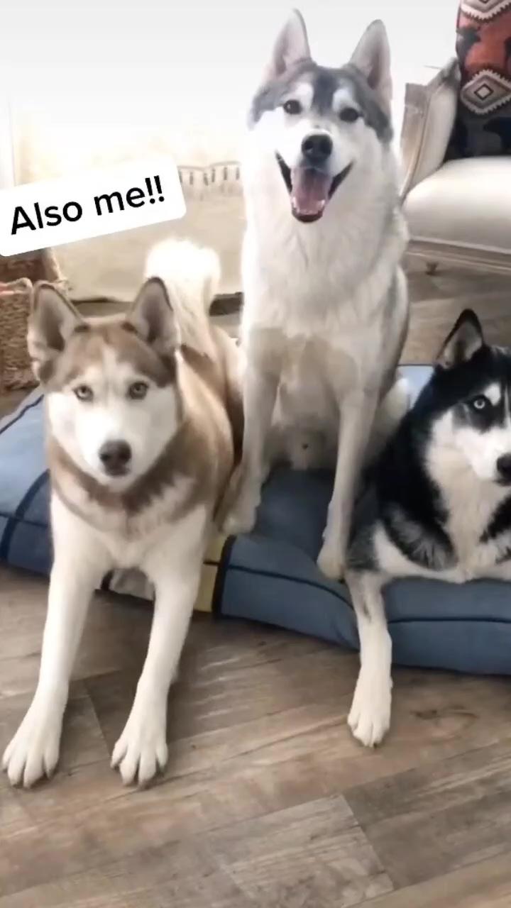 Awww cute; silly husky uses wall to nibble on her paws [skaya siberian]