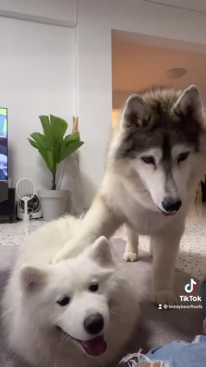 Babies; funny husky beats up human for pretending to be asleep funny dog