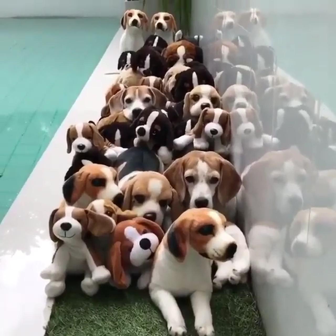 Baby beagle; beagle puppy