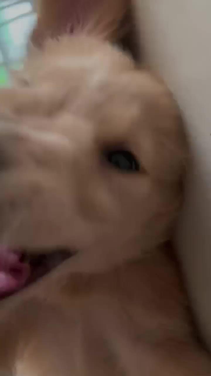 Baby golden; can anyone tell me how to increase my dogs intelligence 