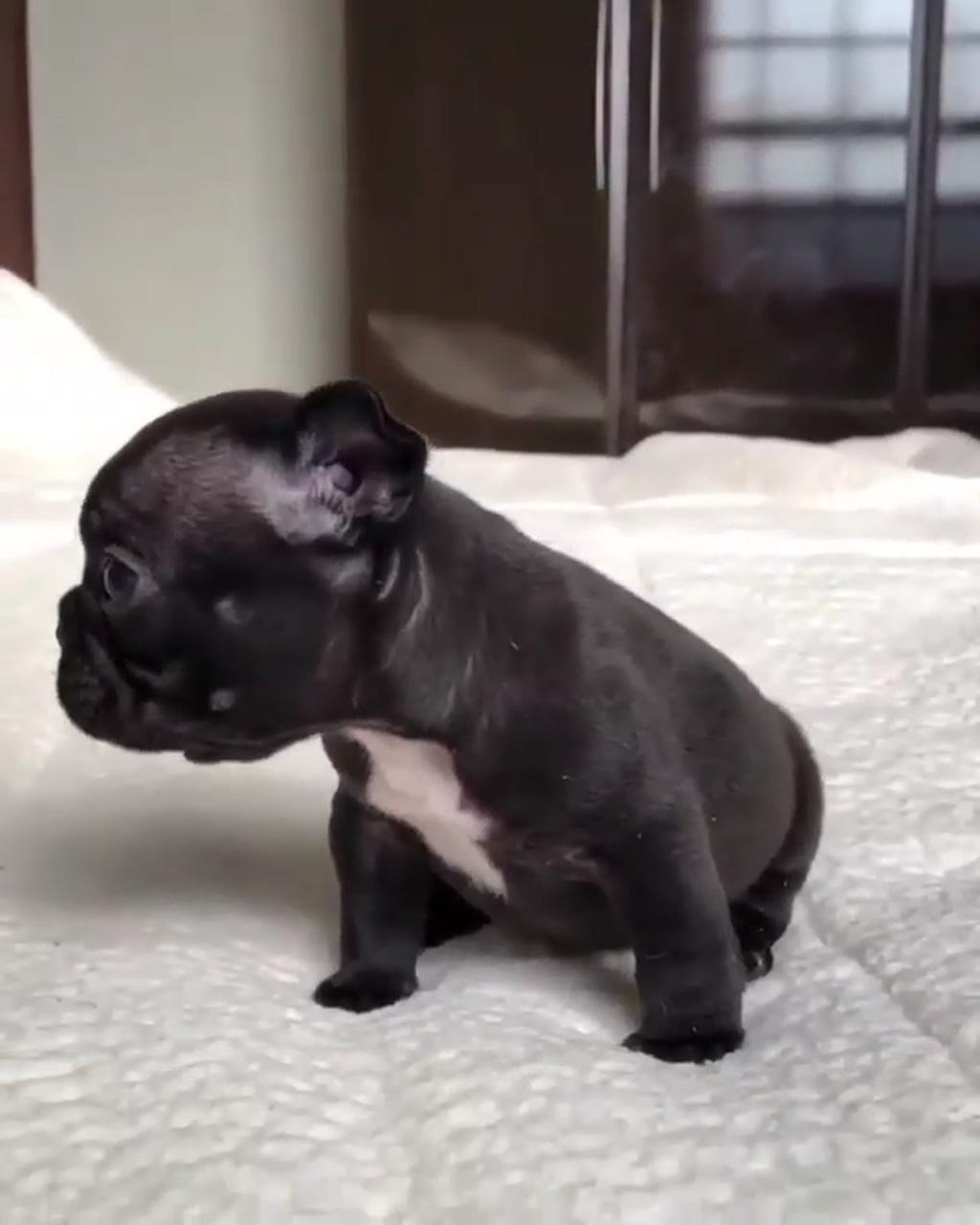 Baby pugs | cute baby dogs