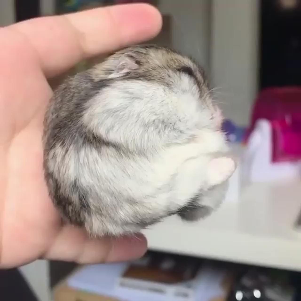 Ball hamster; cute small animals