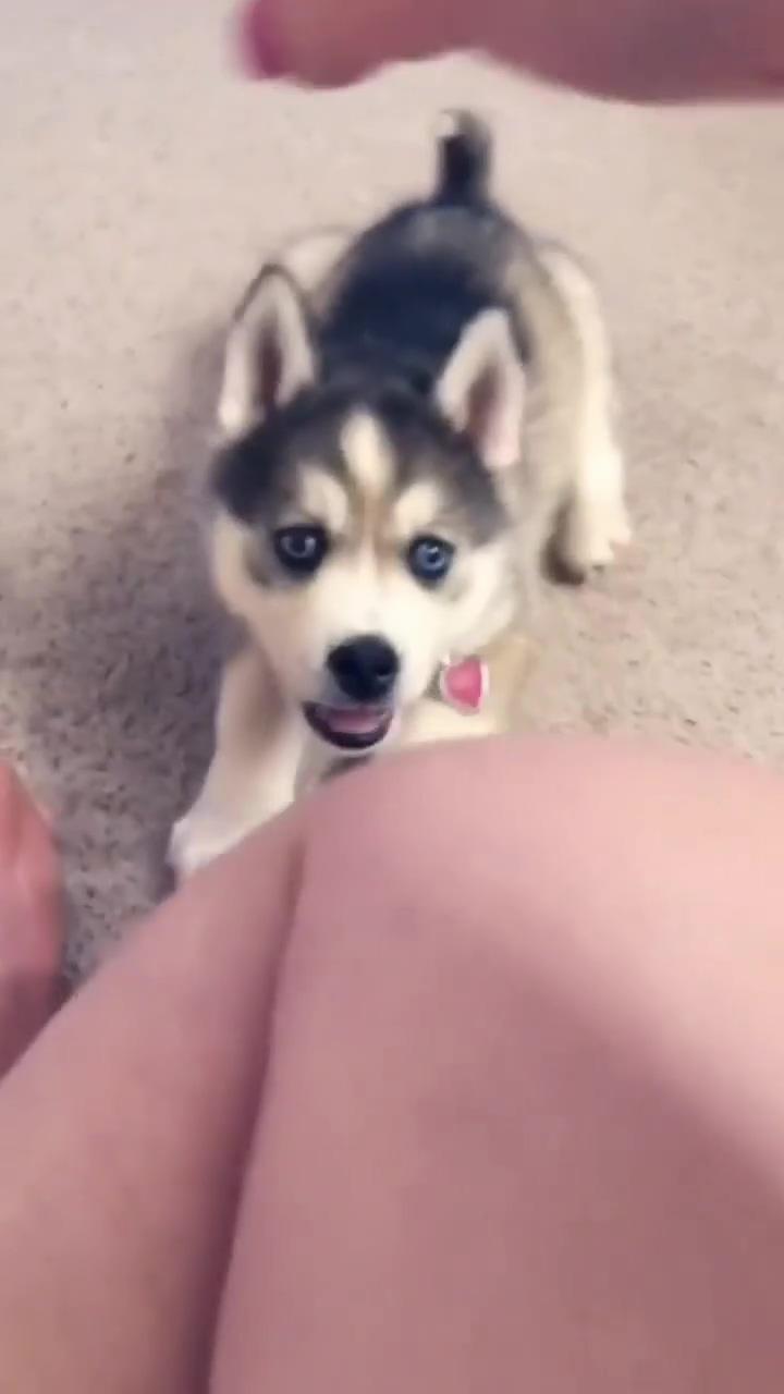 Beautiful little husky puppy; i'm sure these beauties make the employees day i know it would make mine